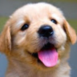 Meet your Posher, Luna